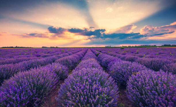 lavender cultivation